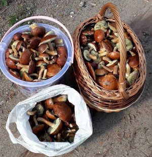 koszyki pełne grzybów