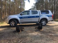 oznakowany radiowóz Policji, dwa psy służbowe